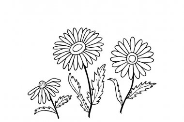 papatya çiçekleri boyama kitabı. El çiziminin vektör çizimi