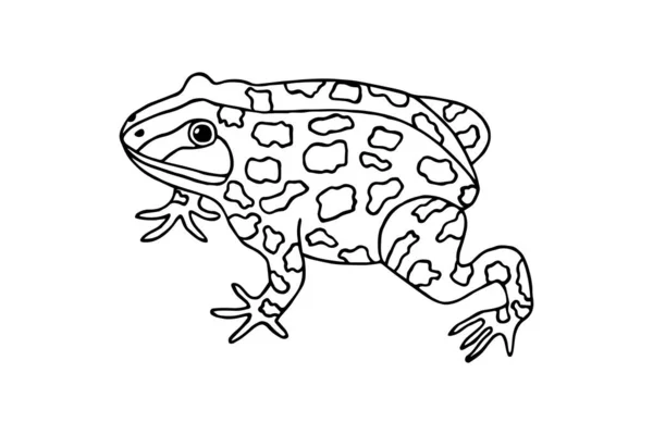 Toad Gráficos Padrões Ilustração Vetorial Coloração —  Vetores de Stock