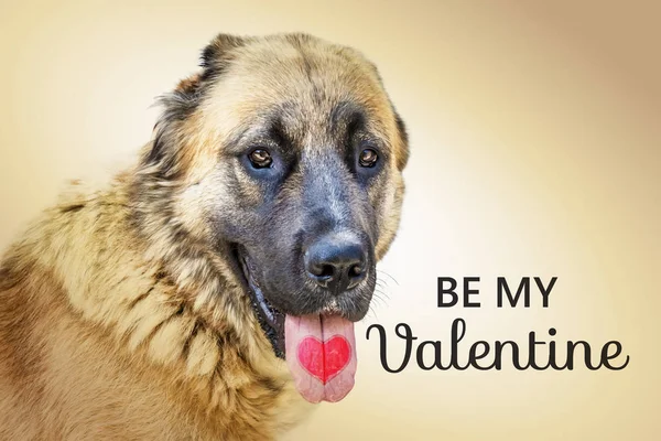 be my valentine - card. Valentines day quote for greeting card.