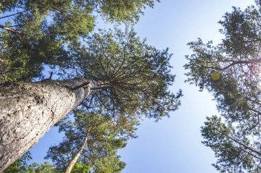 aşağıdan eski uzun çam. yaz doğa.