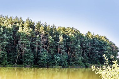 Güneşli bir günde Çam ormanında bir göl