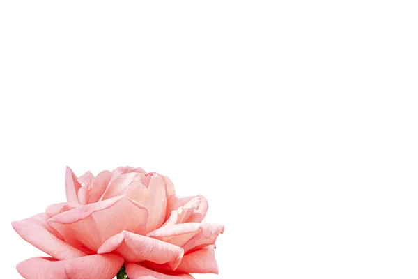 Exuberante Rosa Florescida Fundo Branco Isolado Para Cartões Felicitações Casamento — Fotografia de Stock