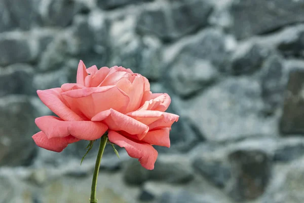 花崗岩の石のぼやけた背景に咲くピンクのバラ — ストック写真