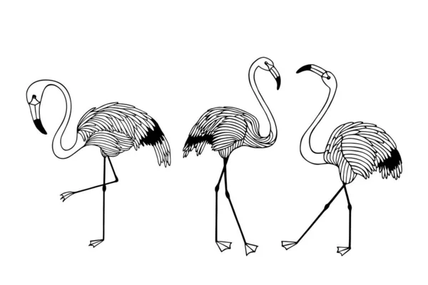 Ilustração Flamingo Frente Ilustração Vetorial Eps10 Desenho Manual Linha Arte —  Vetores de Stock