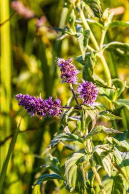  mor kır çiçeği, yeşil çimen, güneşli.