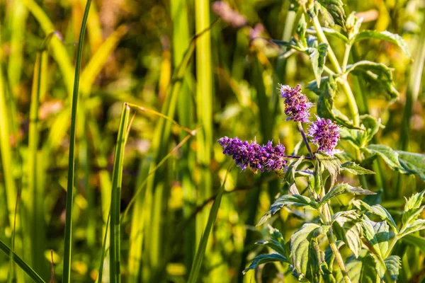 mor kır çiçeği, yeşil çimen, güneşli.