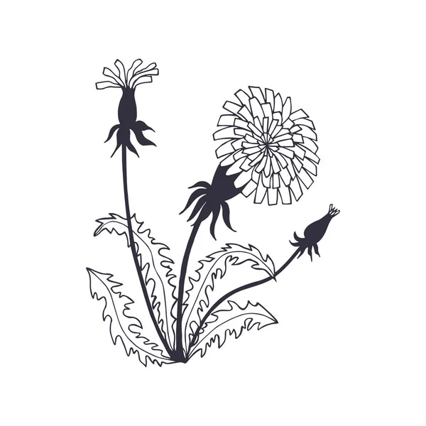白地に隔離された美しいタンポポの花ベクトルイラスト — ストックベクタ
