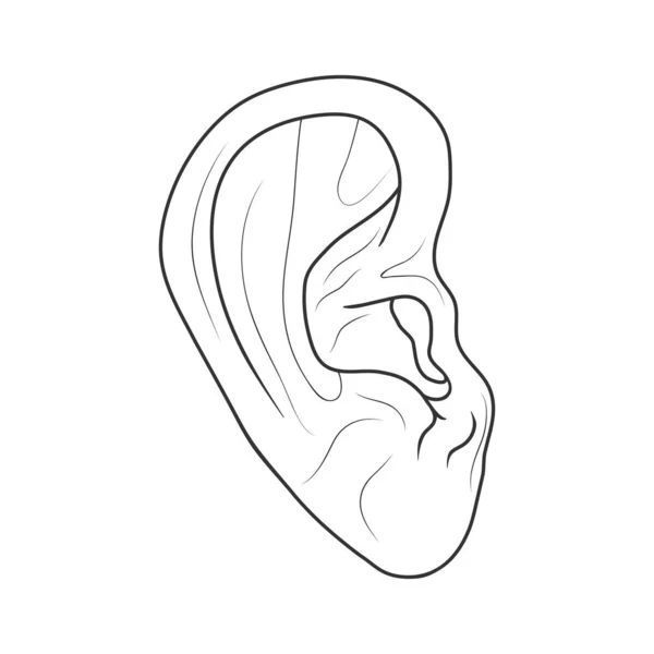 人間の耳だ Eps 10ベクターストックイラスト — ストックベクタ