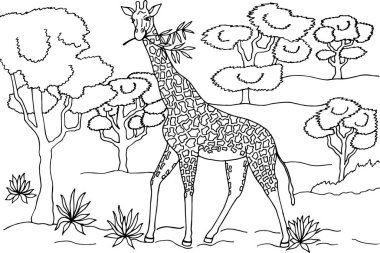 Vektör çizimi, zürafa karikatürü beyaz üzerine izole edilmiş. 