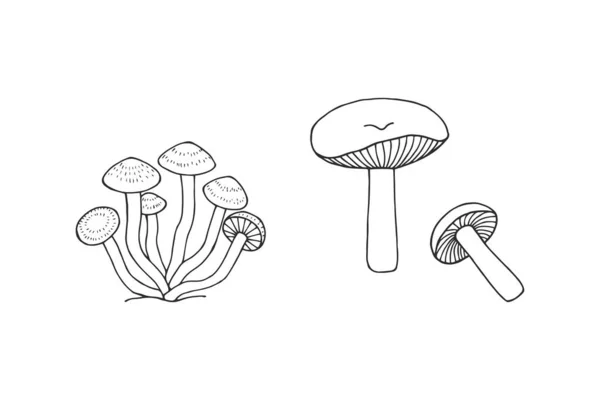 ベクターイラストキノコ植物 — ストックベクタ