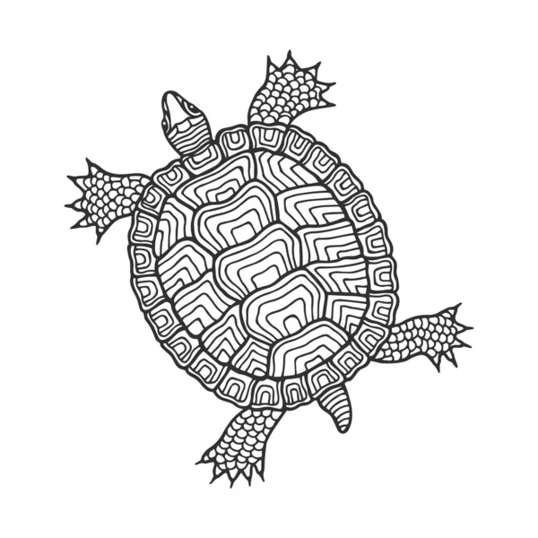 Vektor Illustration Sköldpadda Djur — Stock vektor