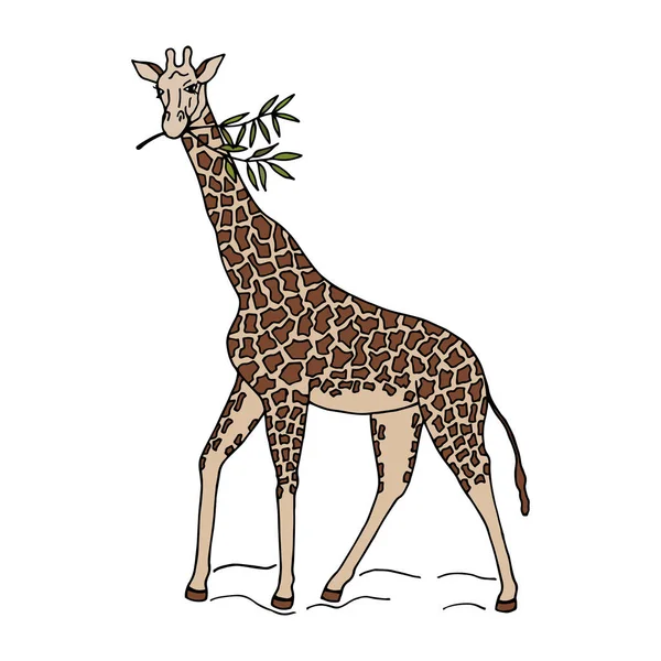 Vektor Illustration Giraff Tecknad Konst Isolerad Vitt — Stock vektor