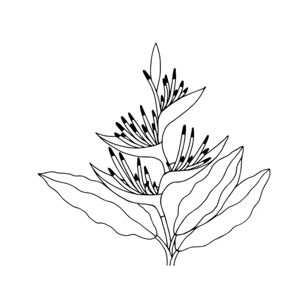 白い背景に孤立した線形のストレリッツィアの花 — ストックベクタ