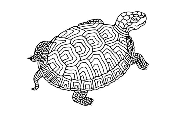 Svart Fodrad Sköldpadda Isolerad Vit Bakgrund — Stock vektor