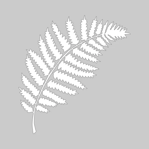 Vector Illustration Fern Leaf Gray Background Royalty Free Stock Illustrations
