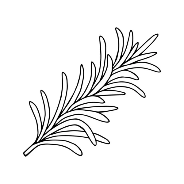 Herbe Romarin Isolée Sur Fond Blanc Vecteur Illustration — Image vectorielle