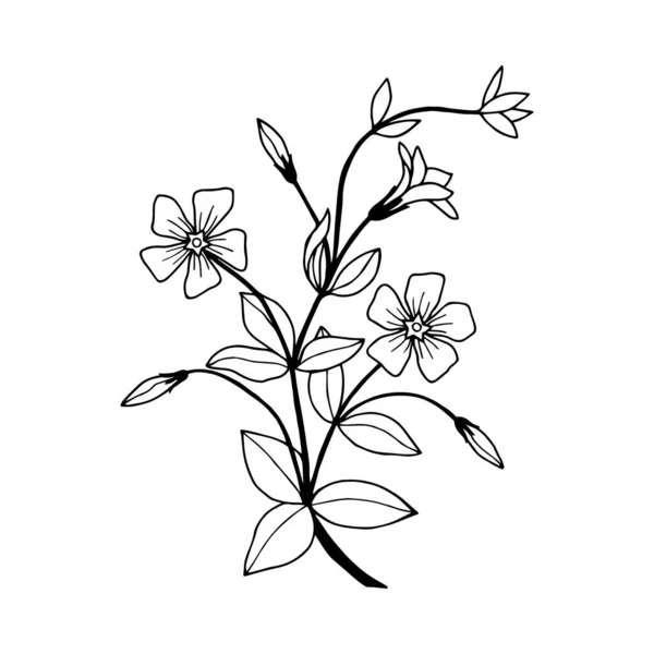 白地に隔離された黒い花のスケッチベクターイラスト — ストックベクタ