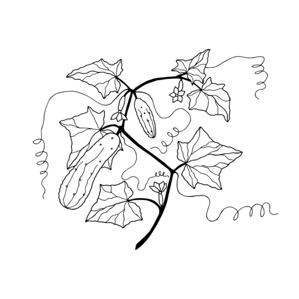 Beyaz arkaplanda izole edilmiş salatalık bitkisi, vektör, illüstrasyon 