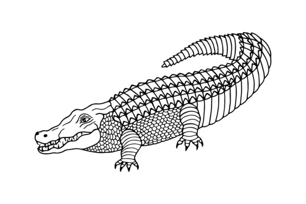Beyaz Arkaplanda Izole Edilmiş Timsah Çizimi Vektör Illüstrasyon — Stok Vektör