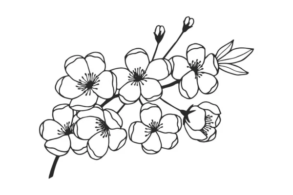 Κλαδί Μηλιάς Λουλούδια Εικονογράφηση Διανυσμάτων Στοκ Eps10 Ζωγραφική Χεριών — Διανυσματικό Αρχείο