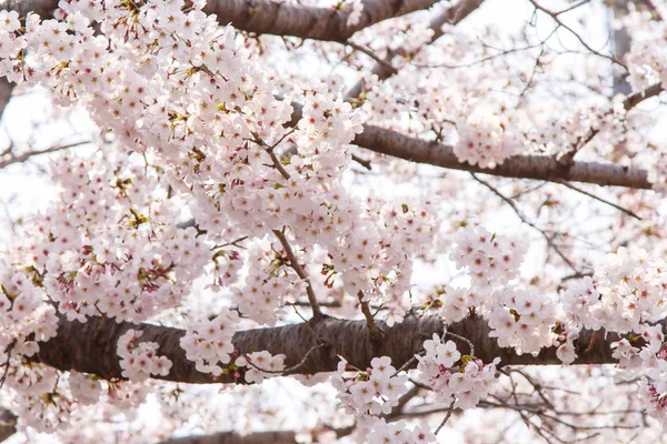 Sakura — Zdjęcie stockowe