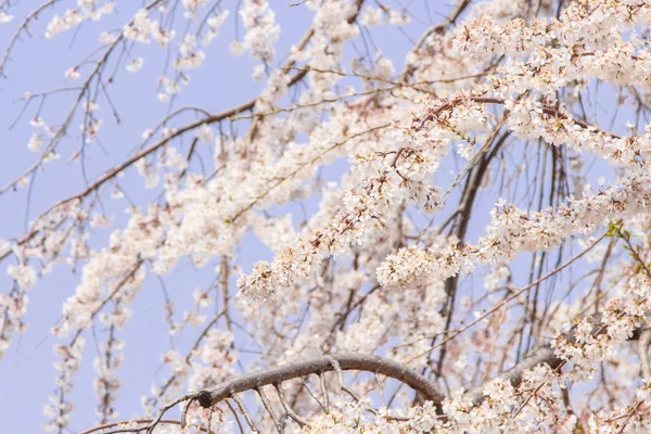 Sakura — Zdjęcie stockowe