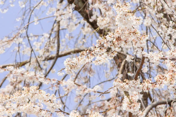 Sakura — Zdjęcie stockowe