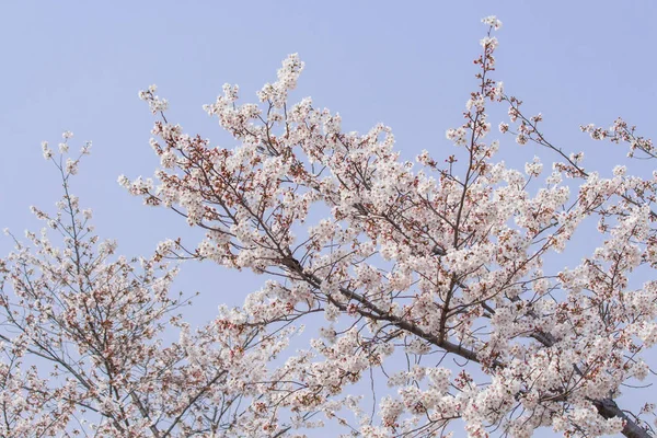 Sakura — Zdjęcie stockowe