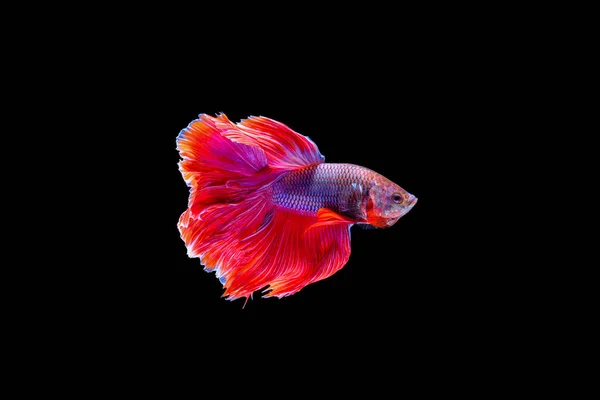 Rote Halbmond Betta Fische Tanzen Wasser Siamesische Kampffische Isoliert Auf — Stockfoto