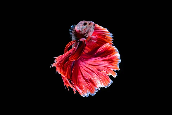 Red Halfmoon Betta Ikan Menari Dalam Air Siam Pertempuran Ikan — Stok Foto