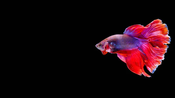 Roter Halbmond Betta Fisch Tanzt Wasser Siamesische Kampffische Isoliert Auf — Stockfoto