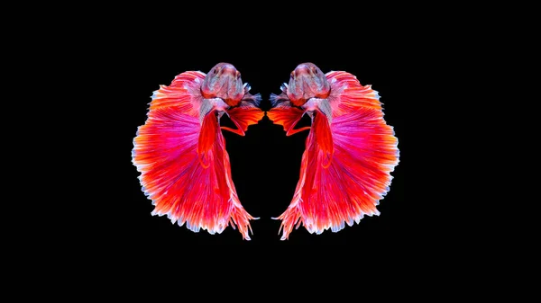 Κόκκινο Halfmoon Betta Ψάρια Που Χορεύουν Στο Νερό Σιαμαία Ψάρια — Φωτογραφία Αρχείου