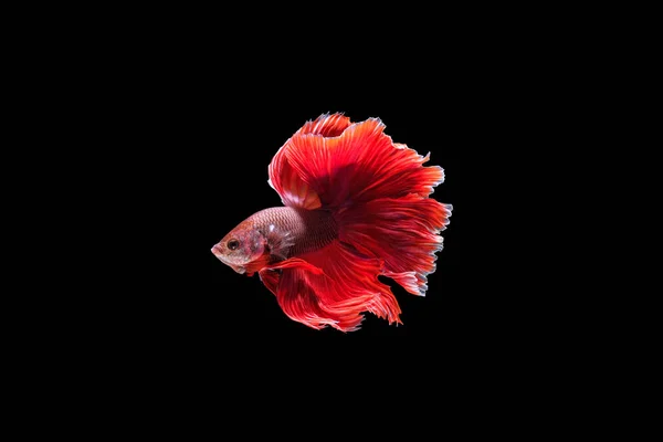 赤い満月Betta魚は水の中で踊り 黒の背景に隔離されたシアメーズファイティングフィッシュ Hdr処理 — ストック写真