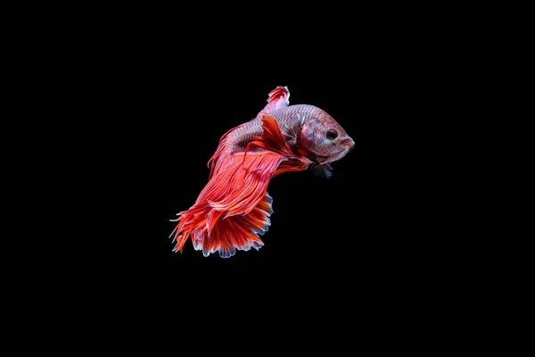 Червоний Півмісяць Бетта Риба Танцює Воді Сіамська Риба Ізольована Чорному — стокове фото