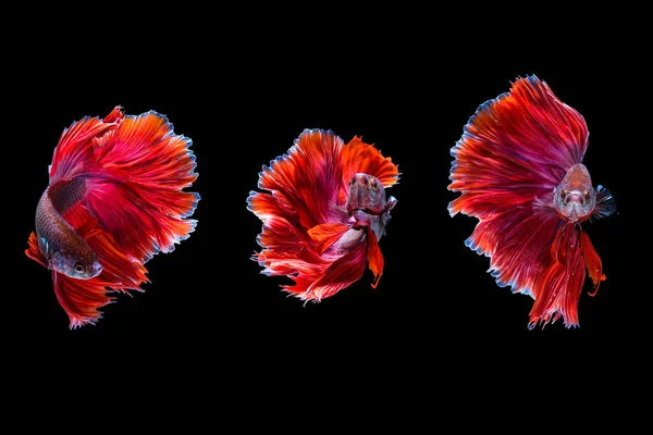 3つの赤い半月Betta魚は別の動きで水の中で踊り 黒の背景に隔離されたサンマの戦い魚 Hdr処理 — ストック写真