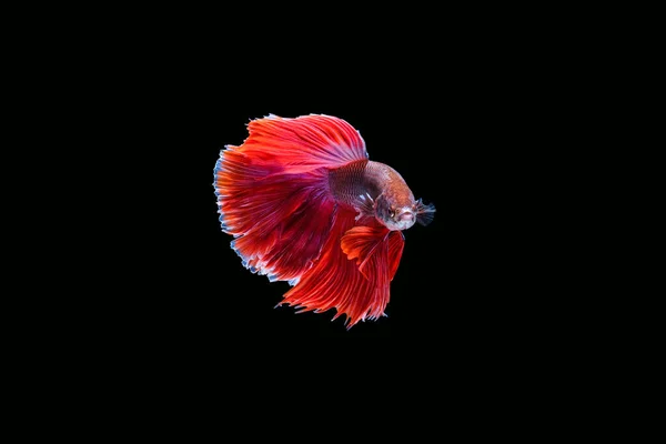 Rote Halbmond Betta Fische Tanzen Wasser Siamesische Kampffische Isoliert Auf — Stockfoto