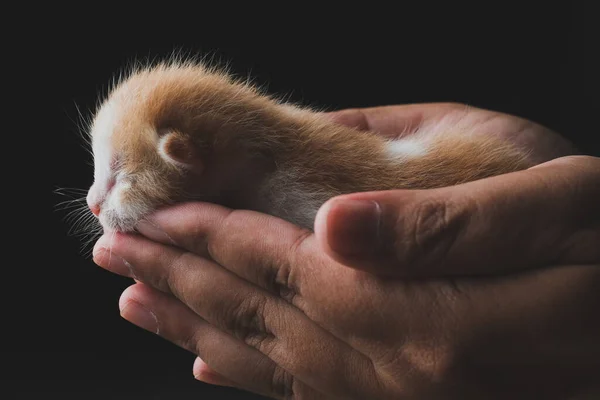 Gatito Recién Nacido Durmiendo Mano Con Fondo Negro Tema Dark —  Fotos de Stock