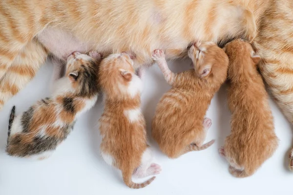 Gatinhos Recém Nascidos Bebem Leite Sua Mãe Contra Fundo Branco — Fotografia de Stock