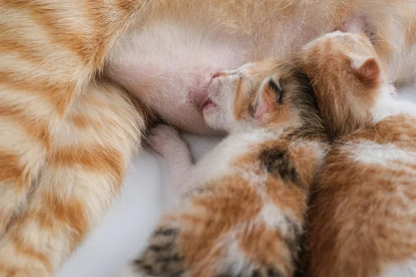 Gatinhos Recém Nascidos Bebem Leite Sua Mãe Contra Fundo Branco — Fotografia de Stock