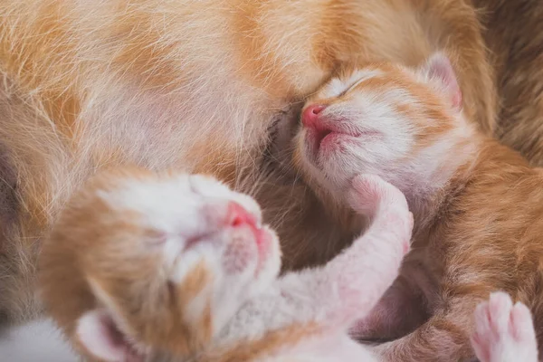 Gatinhos Recém Nascidos Bebendo Leite Seu Peito Mãe Contra Fundo — Fotografia de Stock