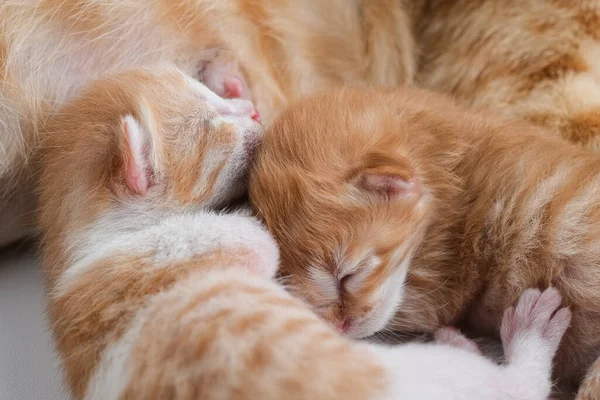 Gatinhos Recém Nascidos Bebendo Leite Seu Peito Mãe Contra Fundo — Fotografia de Stock