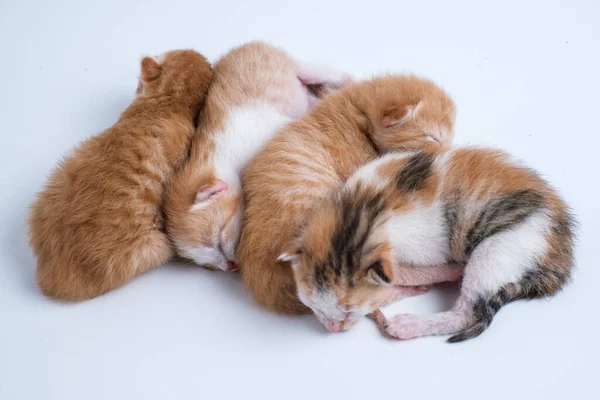 Gatinhos Recém Nascidos Estão Dormindo Fundo Branco — Fotografia de Stock