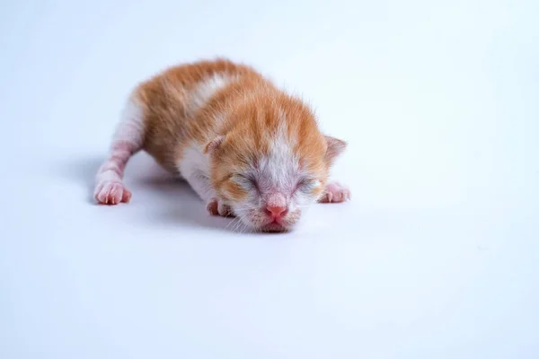 Newborn Kittens Sleeping White Background — Stock Photo, Image