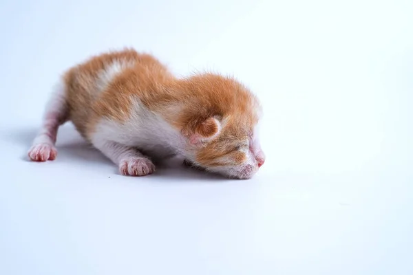 新出生的小猫睡在白色的背景上 — 图库照片