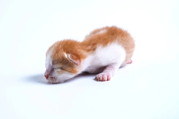 Gatinhos Recém Nascidos Estão Dormindo Fundo Branco — Fotografia de Stock