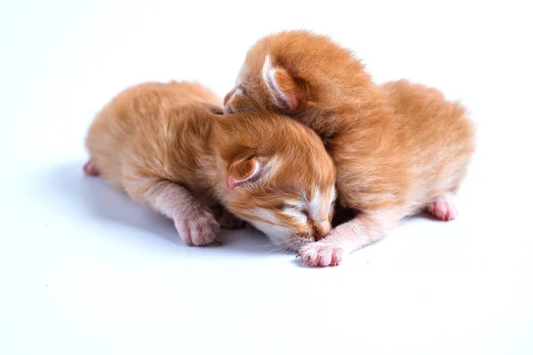 Newborn Kittens Sleeping White Background — Stock Photo, Image