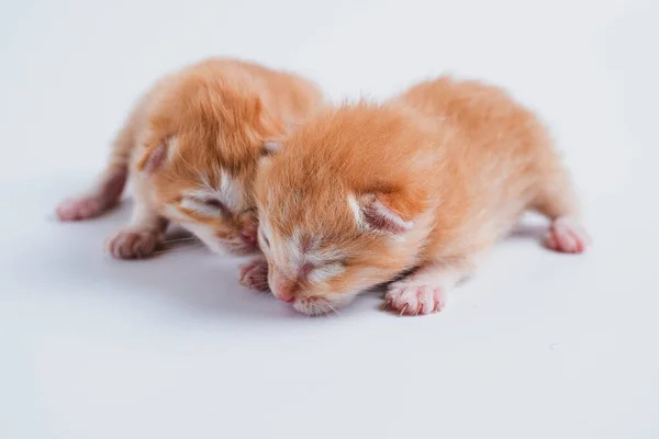 Gatinhos Recém Nascidos Estão Dormindo Fundo Branco — Fotografia de Stock