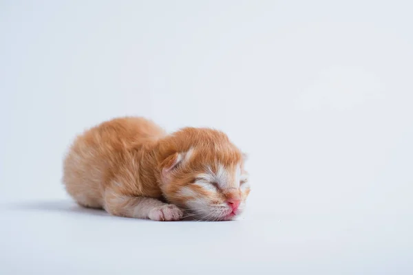 Gatinhos Recém Nascidos Estão Dormindo Fundo Branco — Fotografia de Stock