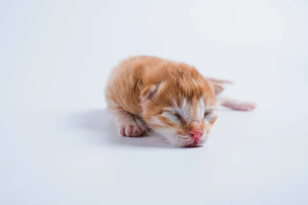 Neugeborene Kätzchen Schlafen Auf Weißem Hintergrund — Stockfoto