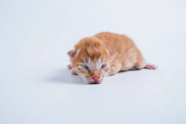 Neugeborene Kätzchen Schlafen Auf Weißem Hintergrund — Stockfoto